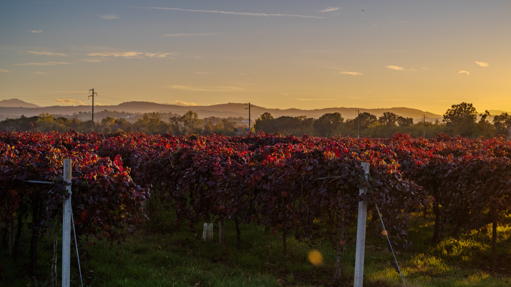 Vigneti Cleto Chiarli