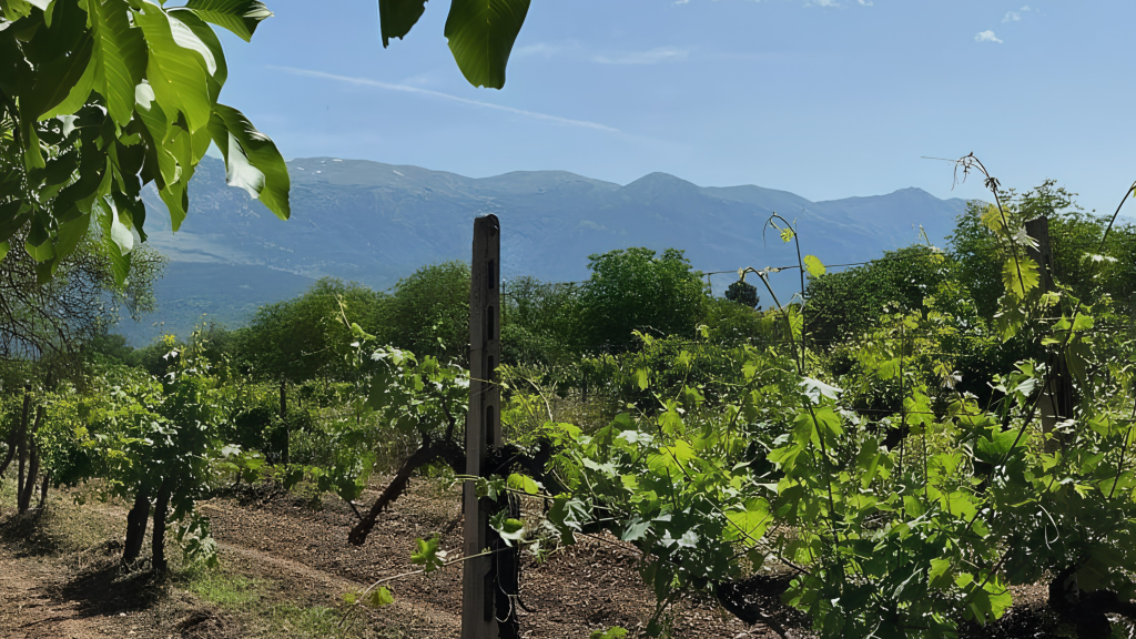 vigneto - Cantina Margiotta